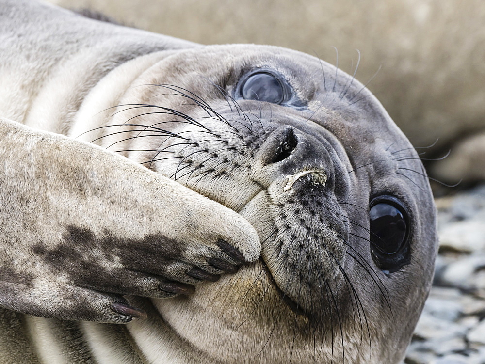 Southern elephant seal pup, Mirounga leonina, recently weaned from mom, Jason Harbour, South Georgia Island, Atlantic Ocean