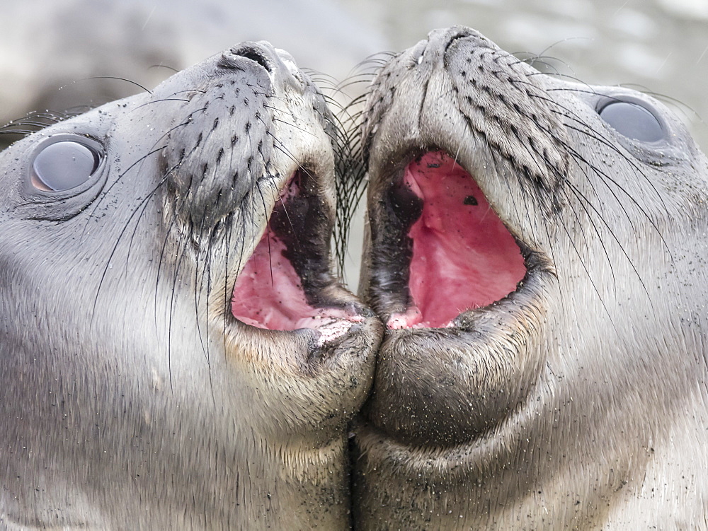 Male southern elephant seal pups, Mirounga leonina, mock fighting in Gold Harbour, South Georgia Island, Atlantic Ocean