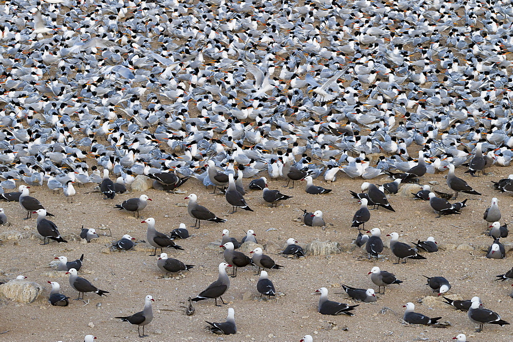 Elegant tern (Thalasseus elegans) and Heermann's gull (Larus heermanni) breeding colony, Isla Rasa, Gulf of California (Sea of Cortez), Baja California, Mexico, North America