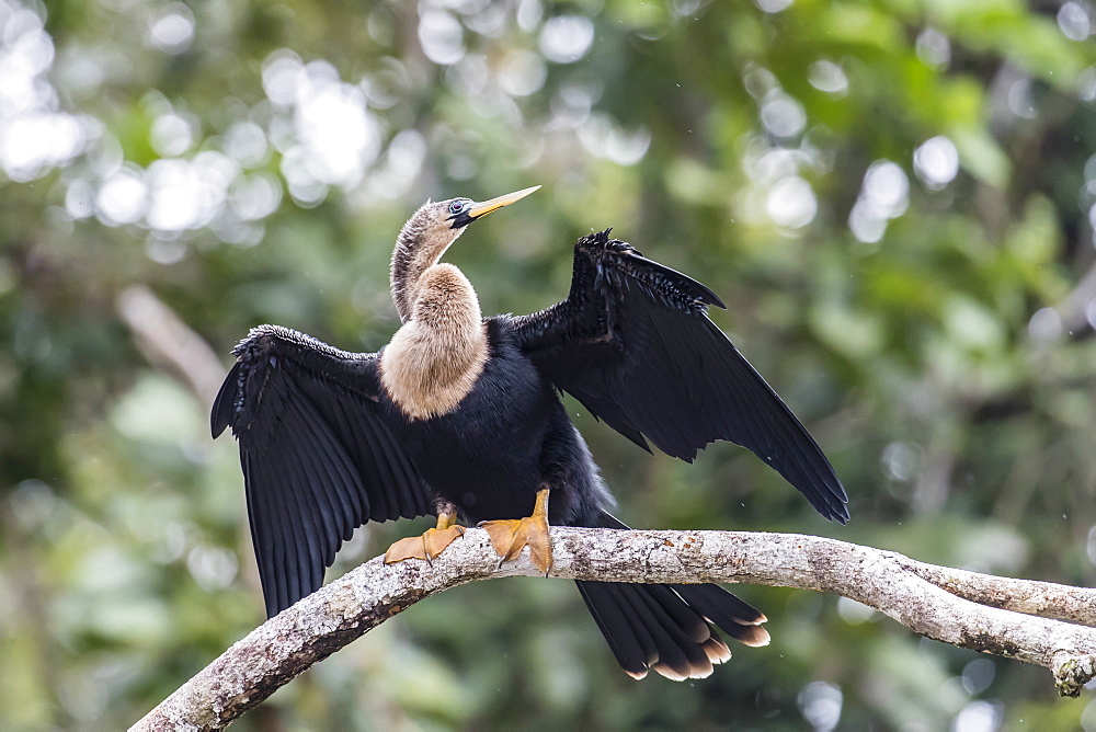 An adult female anhinga, Anhinga anhinga, drying her wings in Tortuguero National Park, Costa Rica, Central America