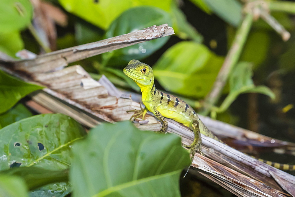 A juvenile plumed basilisk, Basiliscus plumifrons, Cano Chiquerra, Tortuguero National Park, Costa Rica, Central America