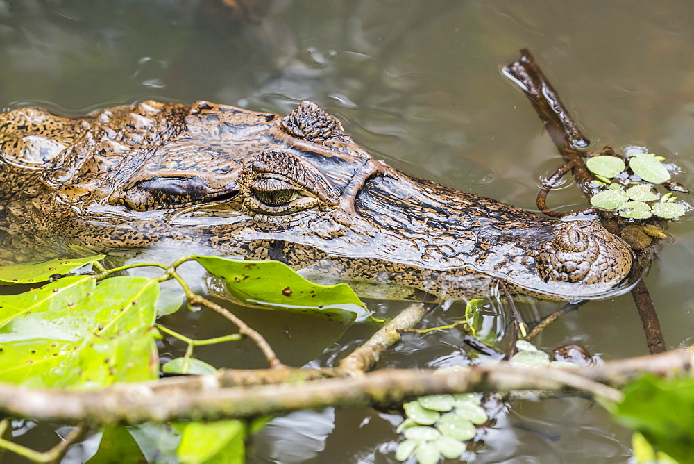 An adult spectacled caiman, Caiman crocodilus, in Cano Chiquerra, Tortuguero National Park, Costa Rica, Central America