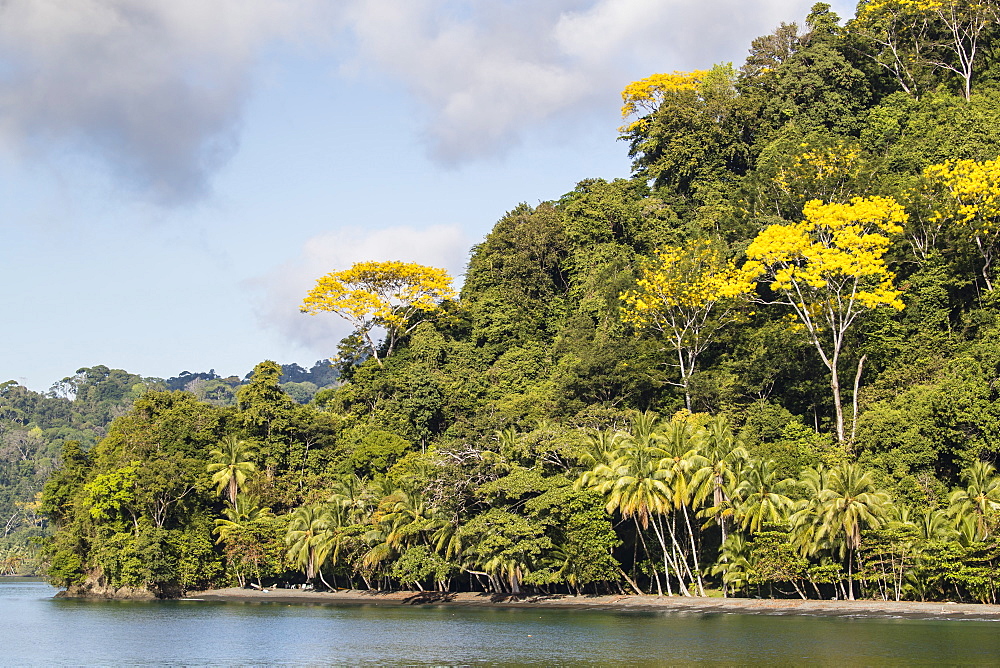 Dense forest lines the coast at Casa Orquideas Botanical Gardens, Golfo Dulce, Costa Rica, Central America