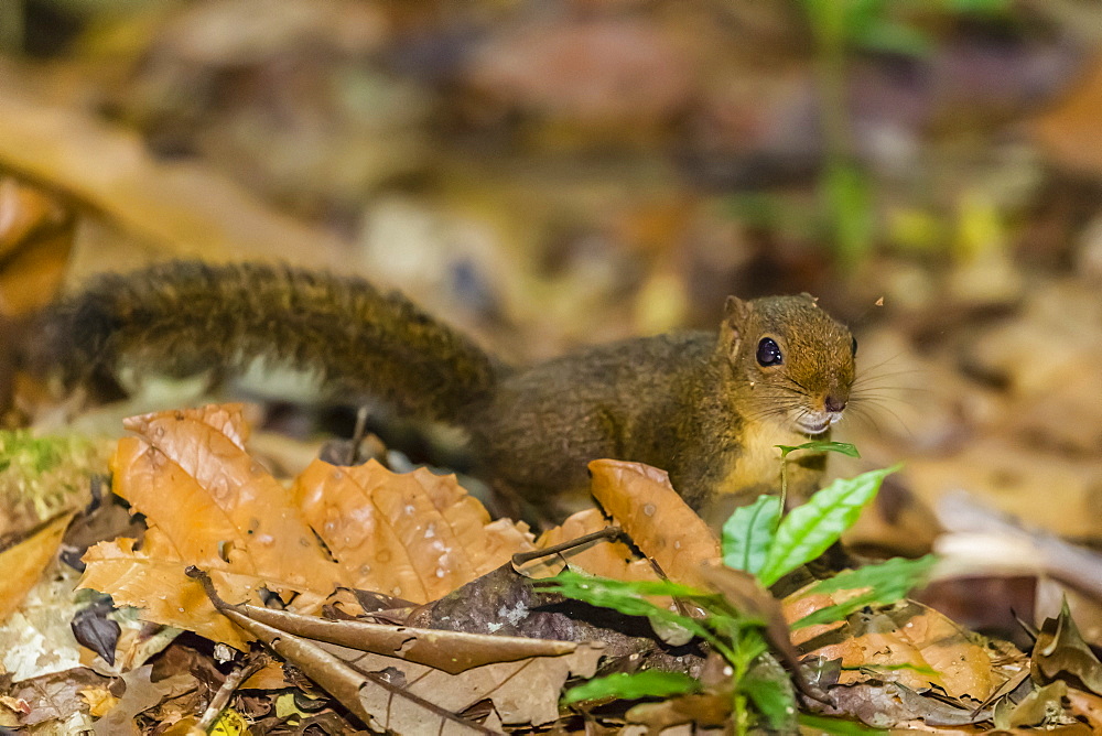 A Central American dwarf squirrel, Microsciurus alfari, Caletas Reserve, Osa Peninsula, Costa Rica, Central America