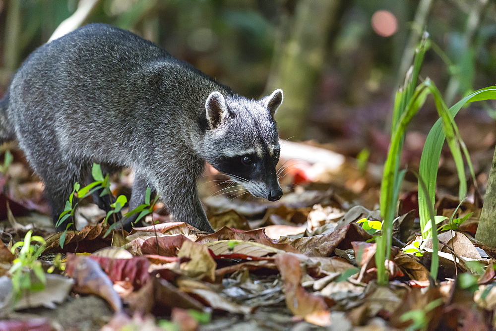 An adult crab-eating raccoon, Procyon cancrivorus, Manuel Antonio National Park, Costa Rica, Central America