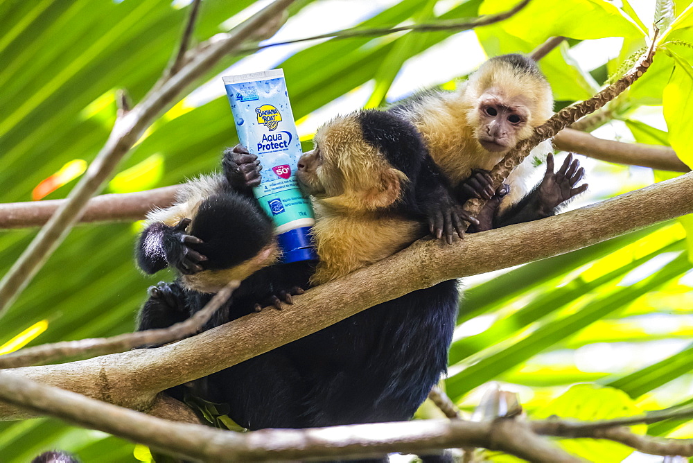 Panamanian white-faced capuchins, Cebus imitator, with sunscreen, Manuel Antonio National Park, Costa Rica, Central America