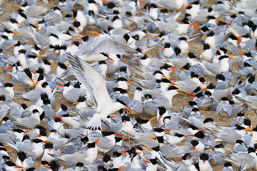 Elegant tern (Thalasseus elegans) breeding colony, Isla Rasa, Gulf of California (Sea of Cortez), Baja California, Mexico, North America