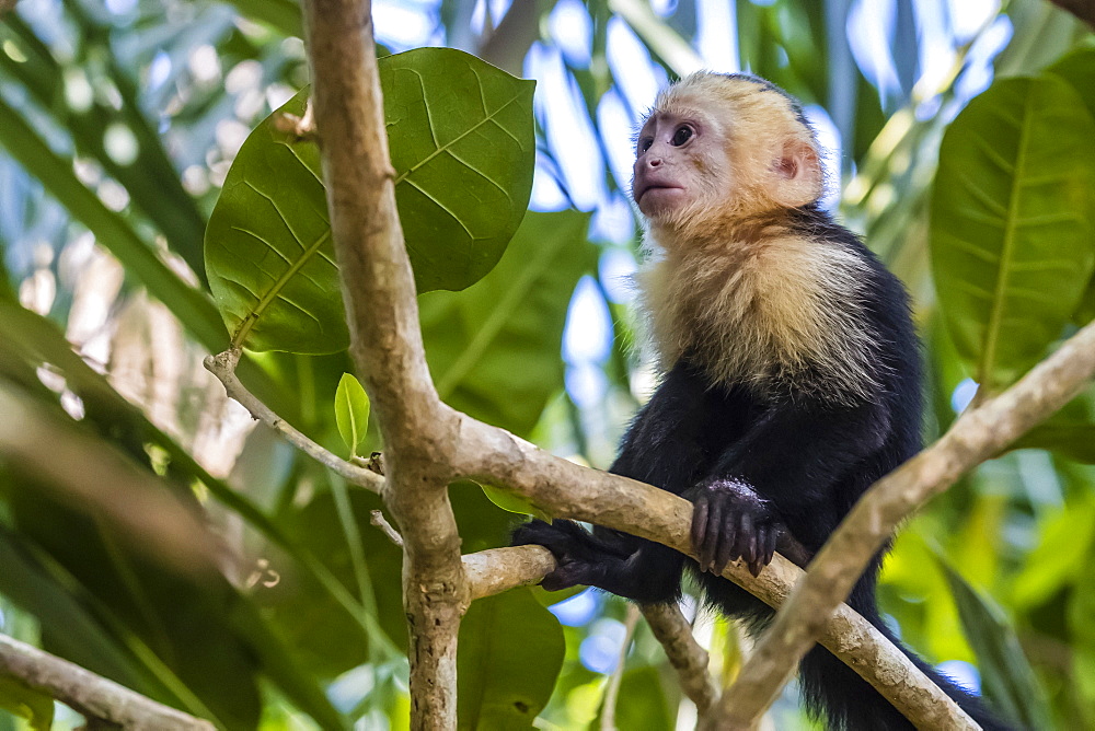 A Panamanian white-faced capuchin, Cebus imitator, in Manuel Antonio National Park, Costa Rica, Central America