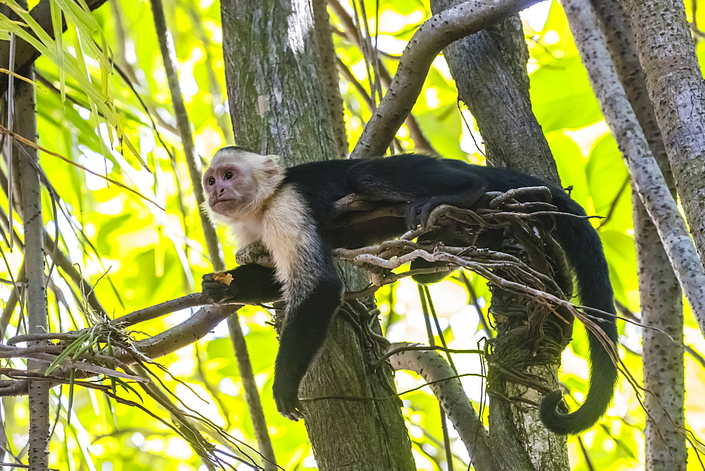 A Panamanian white-faced capuchin, Cebus imitator, in Manuel Antonio National Park, Costa Rica, Central America