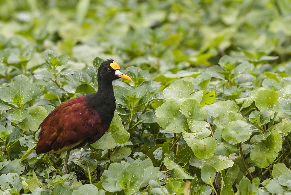 An adult northern jacana, Jacana spinosa, stalking prey in Tortuguero National Park, Costa Rica, Central America