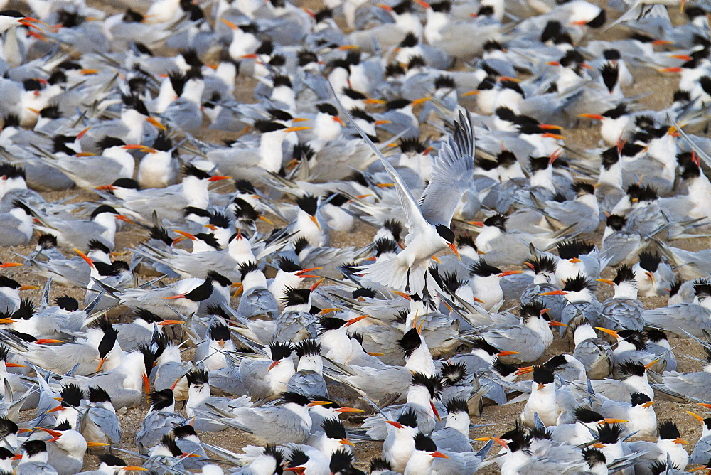 Elegant tern (Thalasseus elegans) breeding colony, Isla Rasa, Gulf of California (Sea of Cortez), Baja California, Mexico, North America