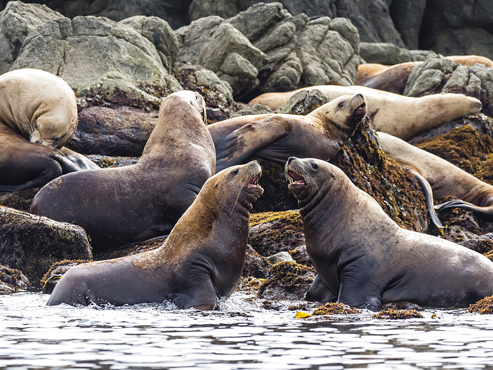 Adult Steller sea lions (Eumetopias jubatus), near SGang Gwaay Island, Haida Gwaii, British Columbia, Canada, North America