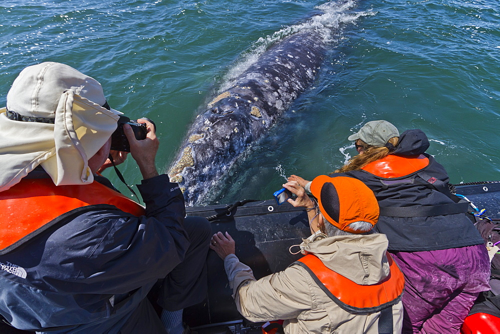 California gray whale (Eschrichtius robustus) and excited whale watchers, San Ignacio Lagoon, Baja California Sur, Mexico, North America