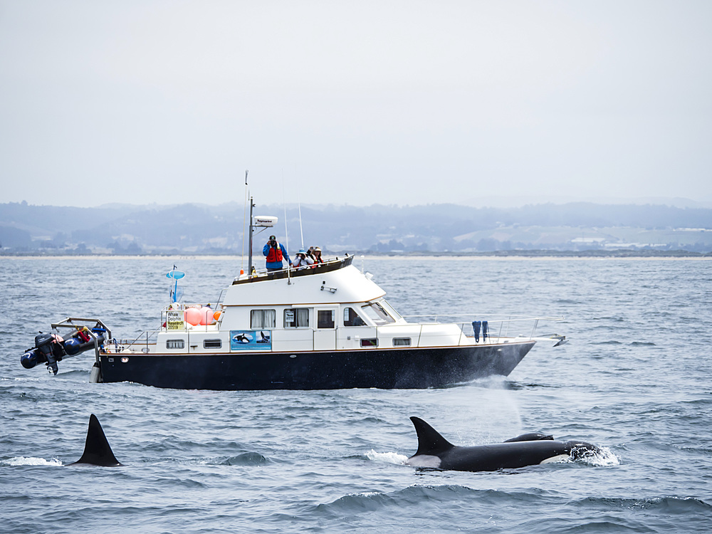 Adult killer whales (Orcinus orca) near research boat in the Monterey Bay National Marine Sanctuary, California, United States of America, North America