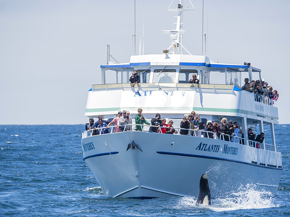 Transient killer whale (Orcinus orca) near boat in the Monterey Bay National Marine Sanctuary, California, United States of America, North America