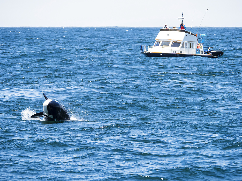 Transient killer whale (Orcinus orca), breaching in the Monterey Bay National Marine Sanctuary, California, United States of America, North America