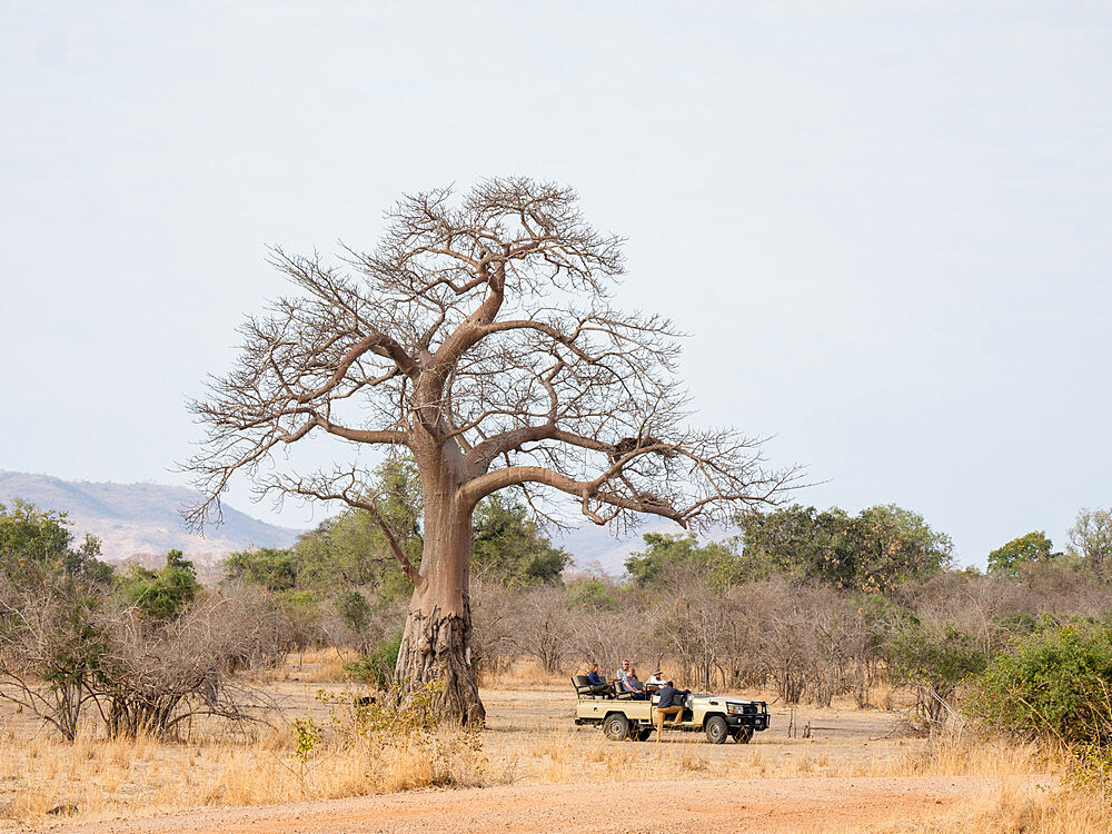 A very large baobab tree (Adansonia digitata), showing elephant foraging damage in South Luangwa National Park, Zambia, Africa