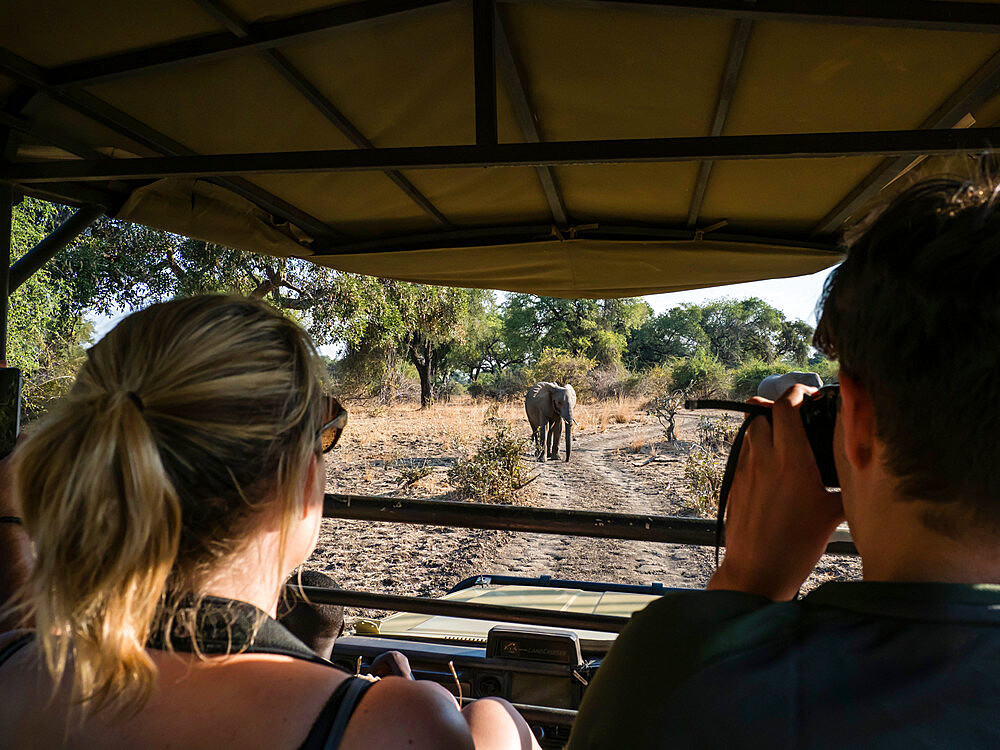 An African bush elephant (Loxodonta africana), near a safari truck in South Luangwa National Park, Zambia, Africa