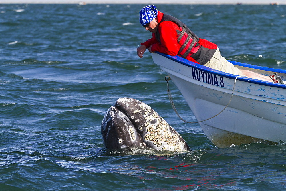 California gray whale (Eschrichtius robustus) and whale watcher on boat, San Ignacio Lagoon, Baja California Sur, Mexico, North America