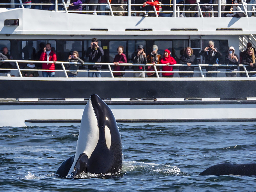 Transient type killer whale (Orcinus orca), spy-hopping near boat in Monterey Bay National Marine Sanctuary, California, United States of America, North America