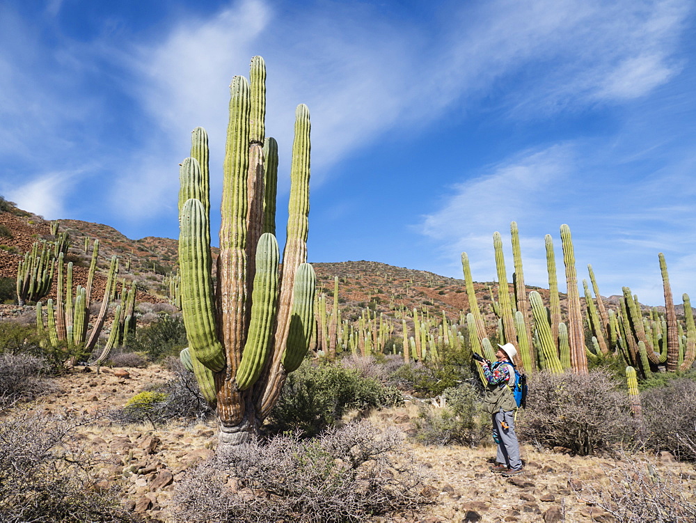 The Sonoran Desert in bloom in the spring on Isla San Esteban, Baja California, Mexico, North America