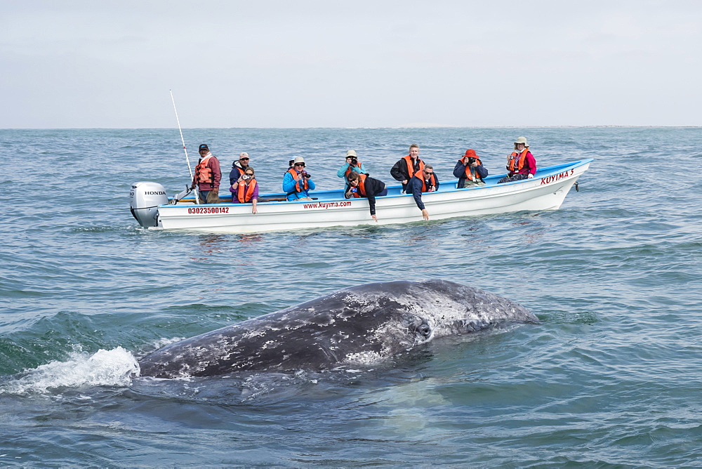 California gray whale calf (Eschrichtius robustus), with whale watchers in San Ignacio Lagoon, Baja California Sur, Mexico, North America