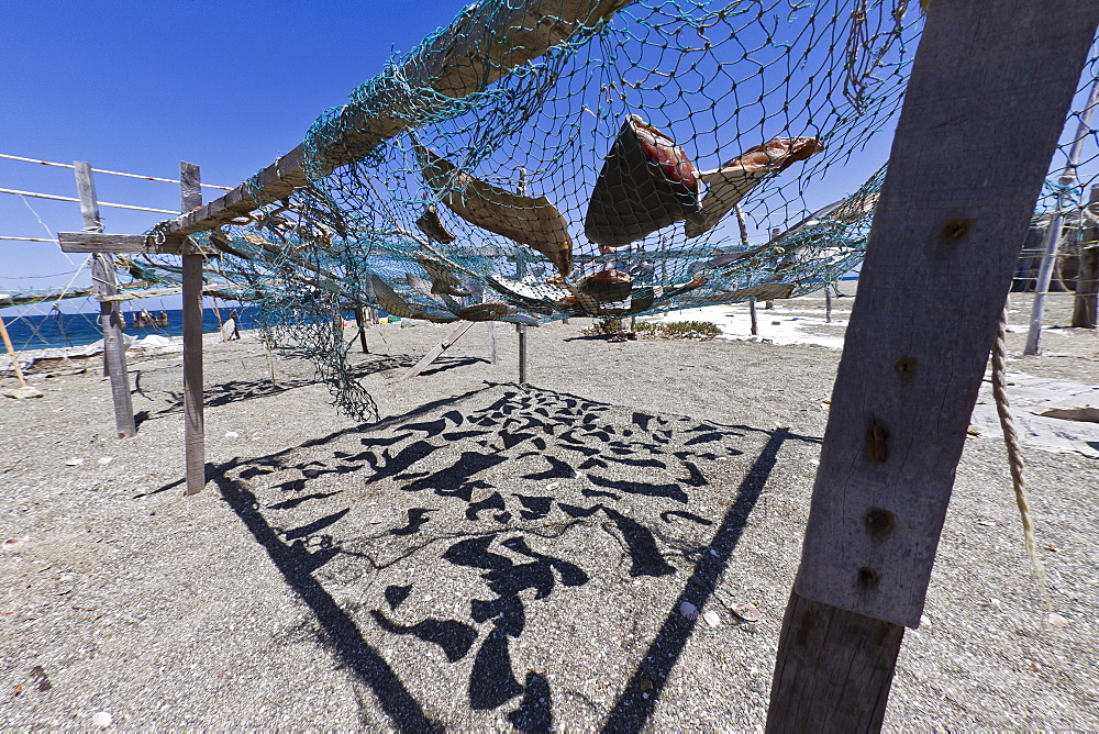 Shark fins drying in the sun, Gulf of California (Sea of Cortez), Baja California Sur, Mexico, North America