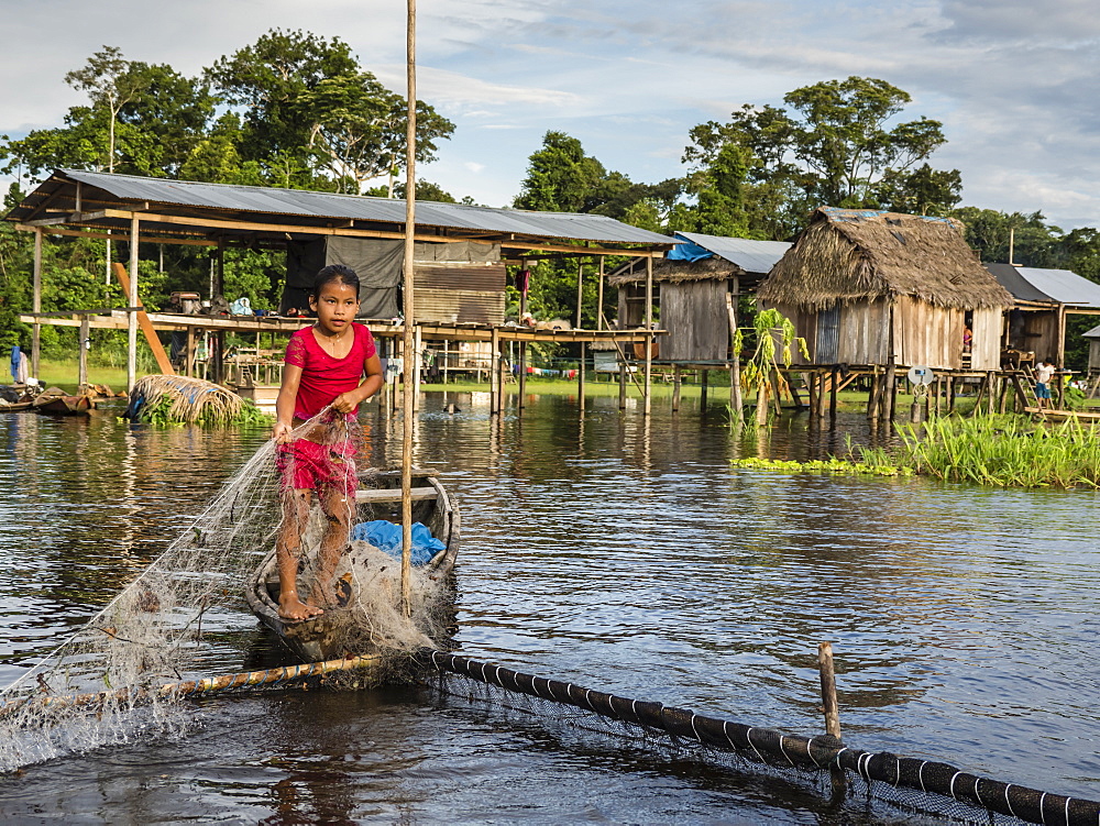 A young girl gathering catfish from the family fishing pen on Rio El Dorado, Amazon Basin, Loreto, Peru, South America