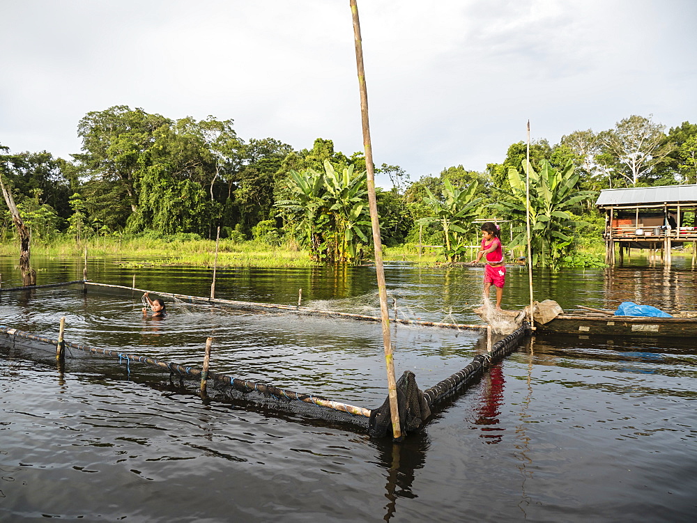 Young girls gathering catfish from the family fishing pen on Rio El Dorado, Amazon Basin, Loreto, Peru, South America