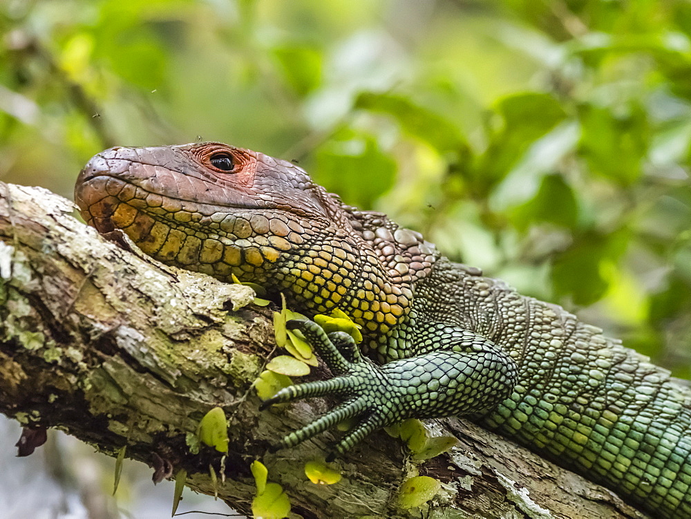 Adult northern caiman lizard (Dracaena guianensis), basking in Belluda Cano, Amazon Basin, Loreto, Peru, South America