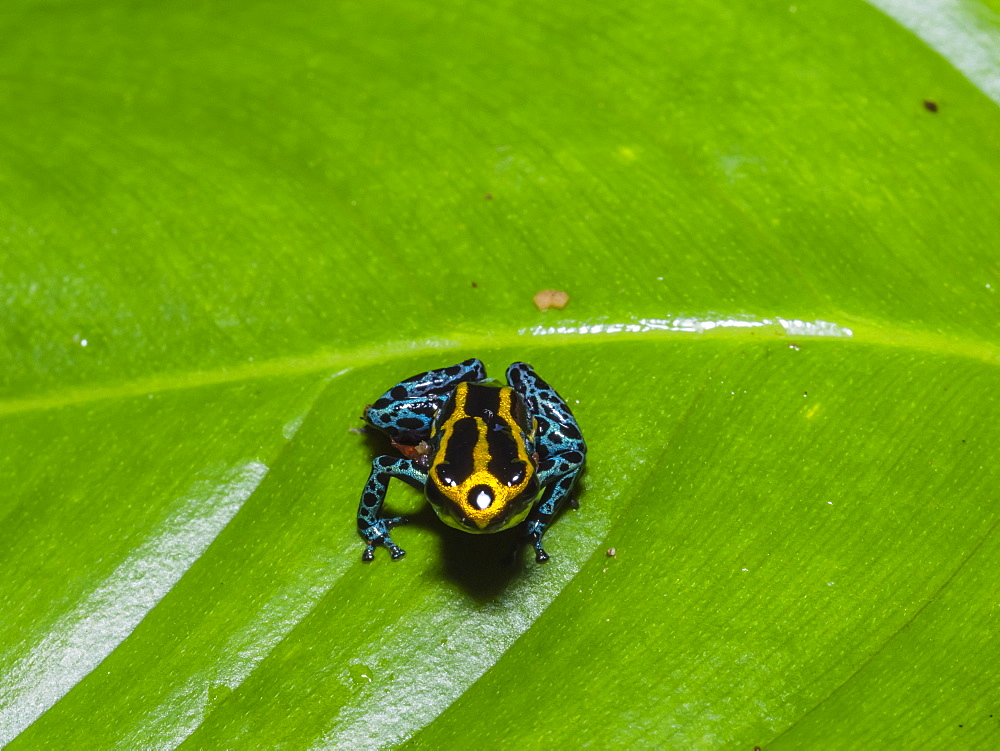 An adult Amazonian poison frog (Dendrobates ventrimaculatus), on the Maranon River, near Iquitos, Peru, South America