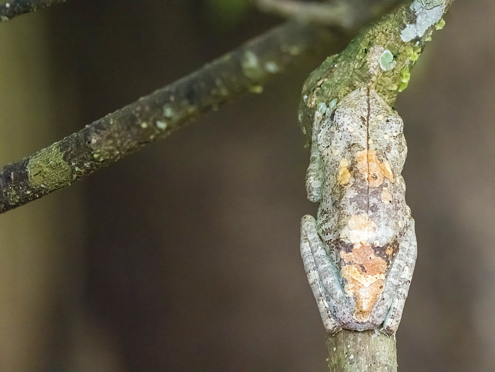 An adult gladiator treefrog (Hypsiboas boans) near Clavero Lake, Amazon Basin, Loreto, Peru, South America