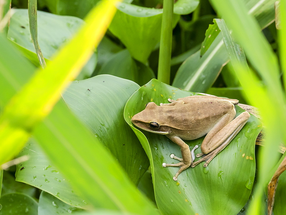 An adult rocket treefrog (Hyla lanciformis), on the Pacaya River, Amazon Basin, Loreto, Peru, South America