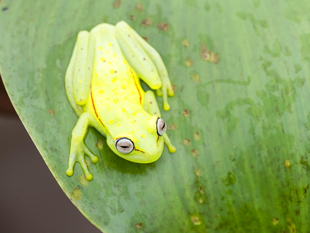 An adult common polkadot treefrog (Hyla punctata), on the Pacaya River, Amazon Basin, Loreto, Peru, South America