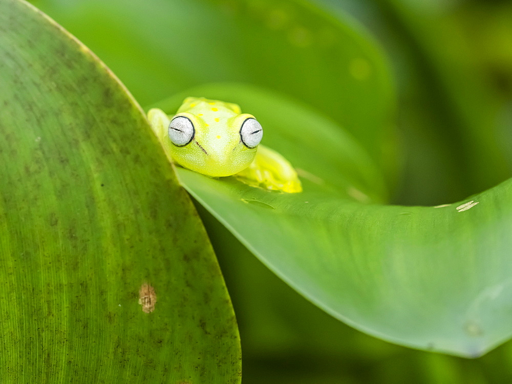 An adult common polkadot treefrog (Hyla punctata), on the Pacaya River, Amazon Basin, Loreto, Peru, South America