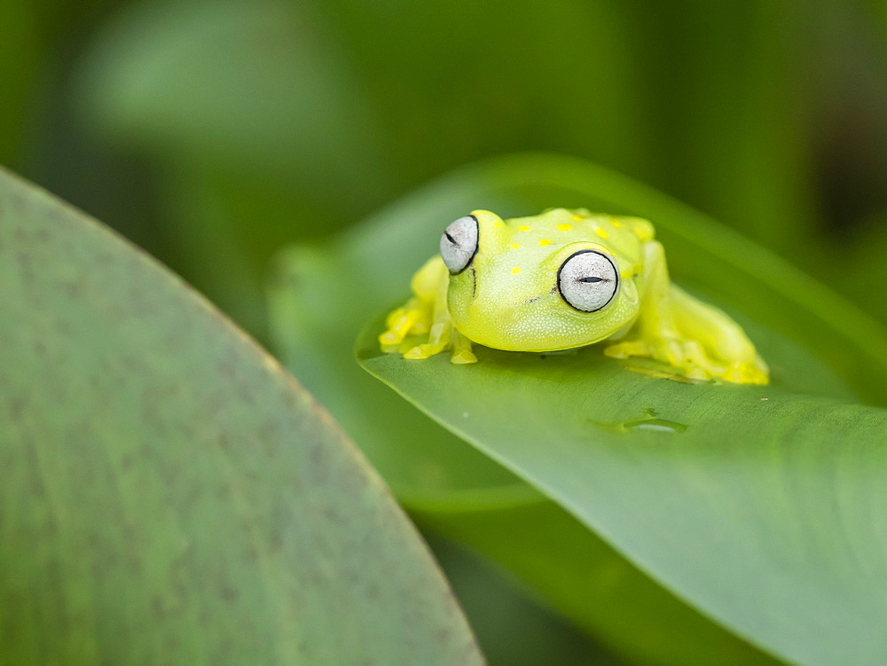 An adult common polkadot treefrog (Hyla punctata), on the Pacaya River, Amazon Basin, Loreto, Peru, South America