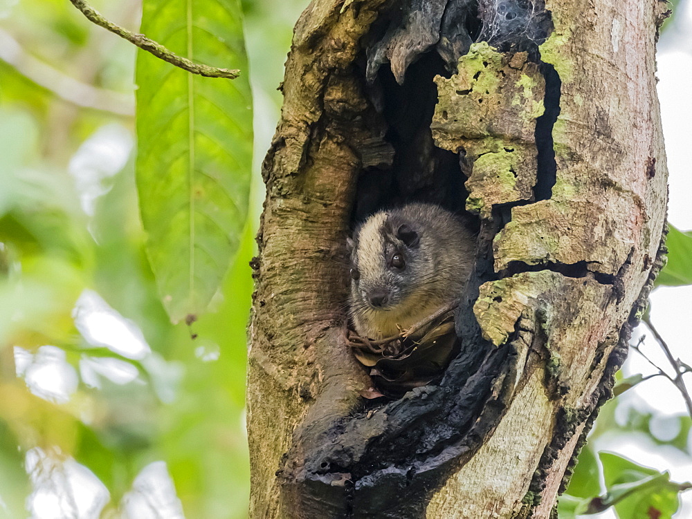 An adult yellow-crowned brush-tailed rat (Isothrix bistriata), on Iricahua Cano, Amazon Basin, Peru, South America