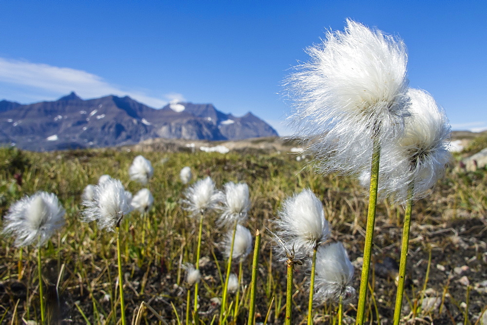 Arctic cottongrass (Eriophorum callitrix), Heckla Haven, Northeast Greenland, Polar Regions