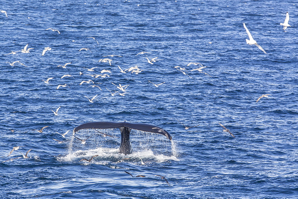 Humpback whale (Megaptera novaeangliae), Vikingbukta, Northeast Greenland, Polar Regions