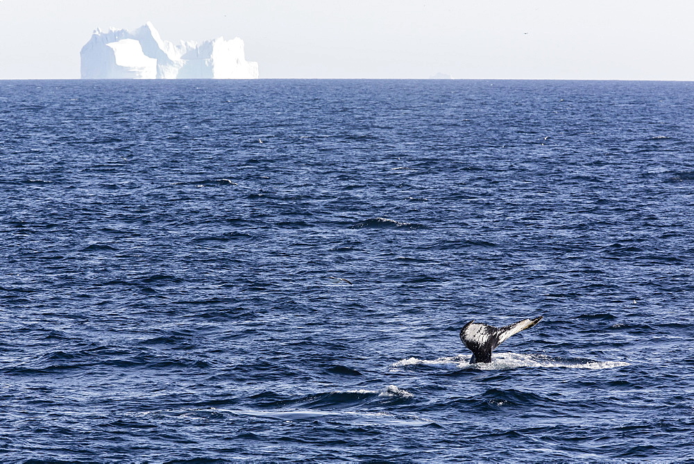 Humpback whale (Megaptera novaeangliae), Vikingbukta, Northeast Greenland, Polar Regions