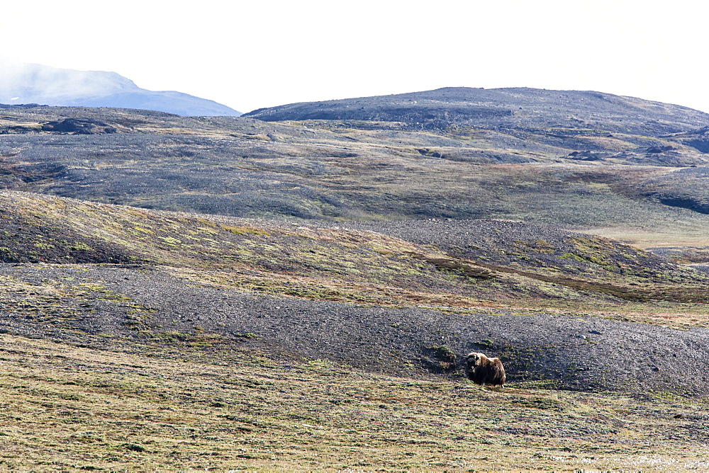 Muskox bull (Ovibos moschatus), Myggebukta (Mosquito Bay), Christian X's Land, Northeast Greenland, Polar Regions