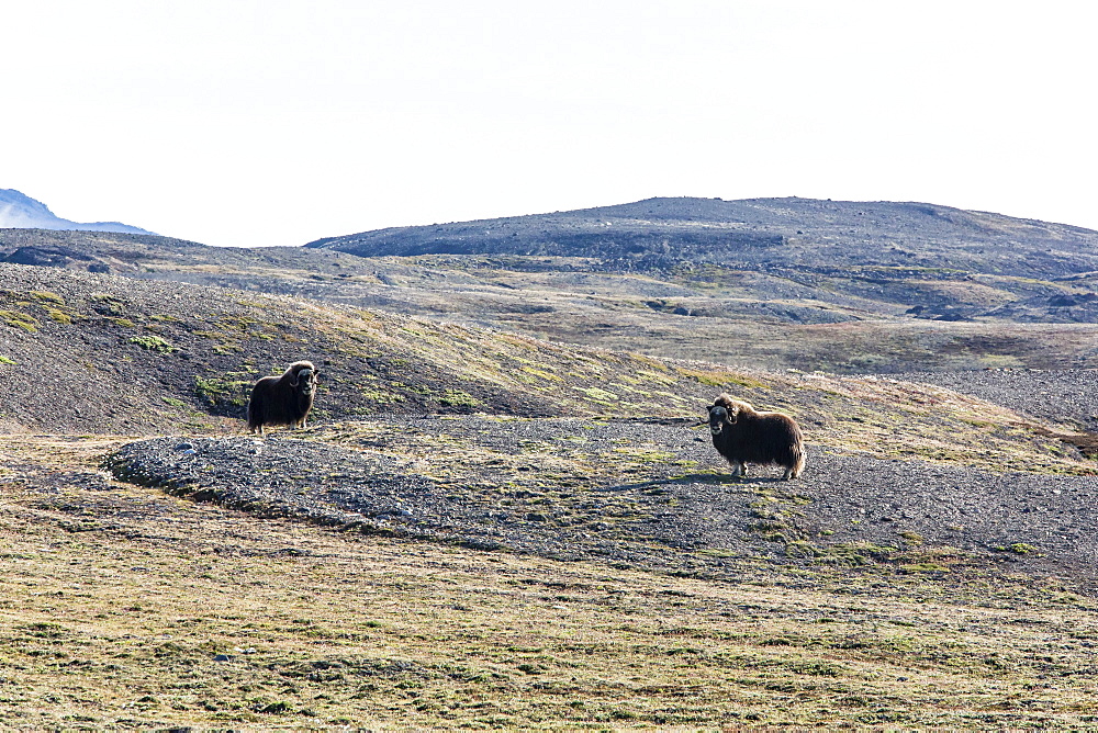 Muskox bull (Ovibos moschatus), Myggebukta (Mosquito Bay), Christian X's Land, Northeast Greenland, Polar Regions