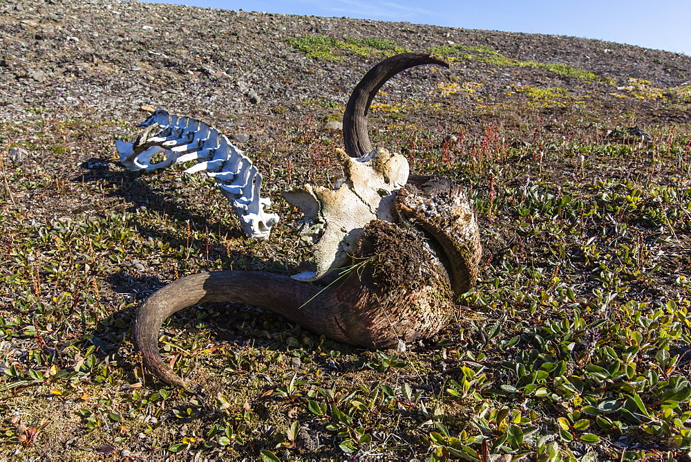 Muskox (Ovibos moschatus) skull and vertebrae, Myggebukta (Mosquito Bay), Christian X's Land, Northeast Greenland, Polar Regions