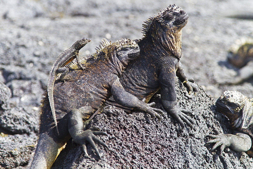 Galapagos marine iguana (Amblyrhynchus cristatus), Fernandina Island, Galapagos Islands, UNESCO World Heritage Site, Ecuador, South America