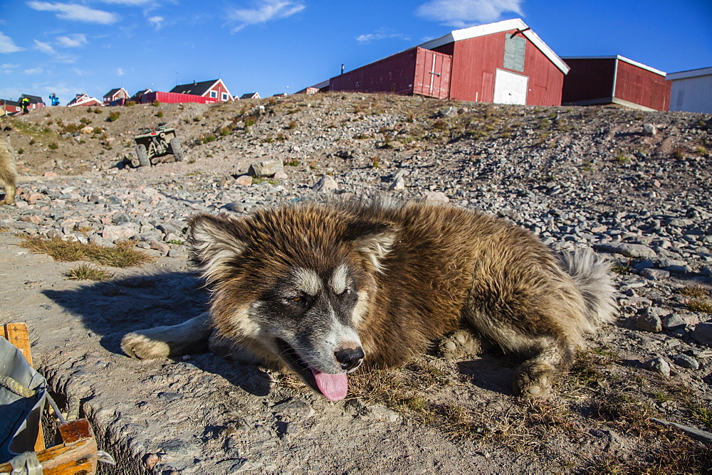 Sled dog, Inuit village, Ittoqqortoormiit, Scoresbysund, Northeast Greenland, Polar Regions