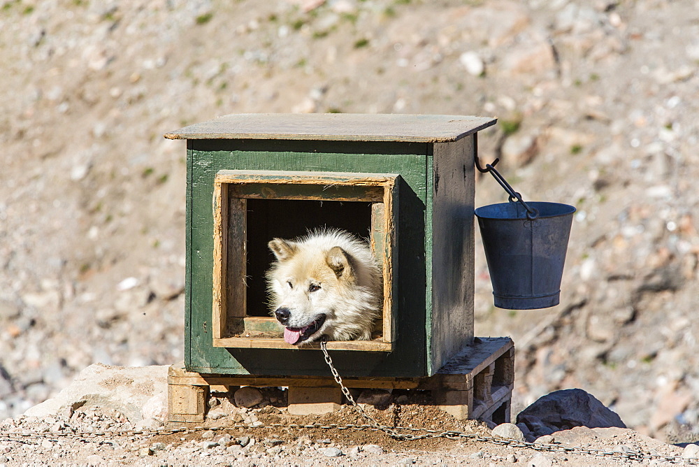 Inuit village, sled dog house, Ittoqqortoormiit, Scoresbysund, Northeast Greenland, Polar Regions