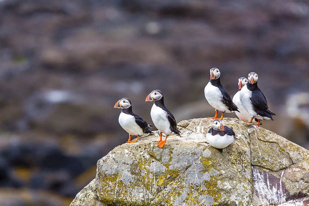 Atlantic puffins (common puffins) (Fratercula arctica), Flatey Island, Iceland, Polar Regions