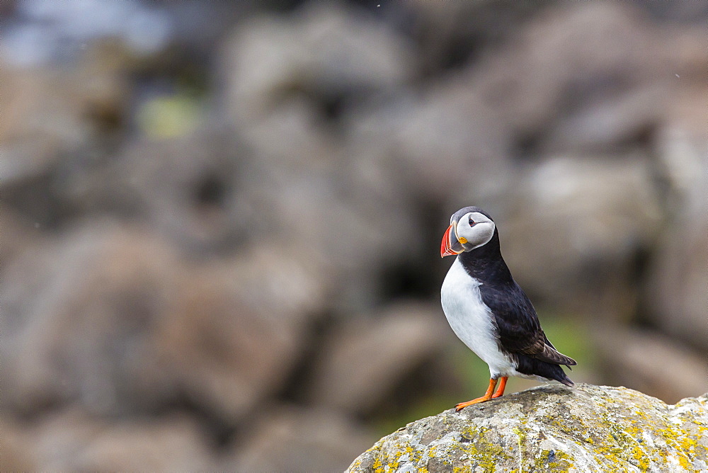 Atlantic puffin (common puffins) (Fratercula arctica), Flatey Island, Iceland, Polar Regions