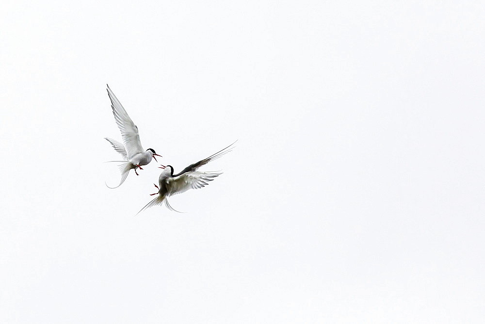 Adult arctic terns (Sterna paradisaea) in dispute on Flatey Island, Iceland, Polar Regions