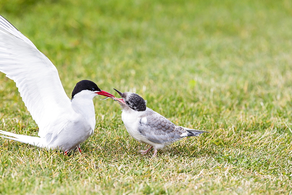 Adult arctic tern (Sterna paradisaea) returning to chick with small fish, Flatey Island, Iceland, Polar Regions